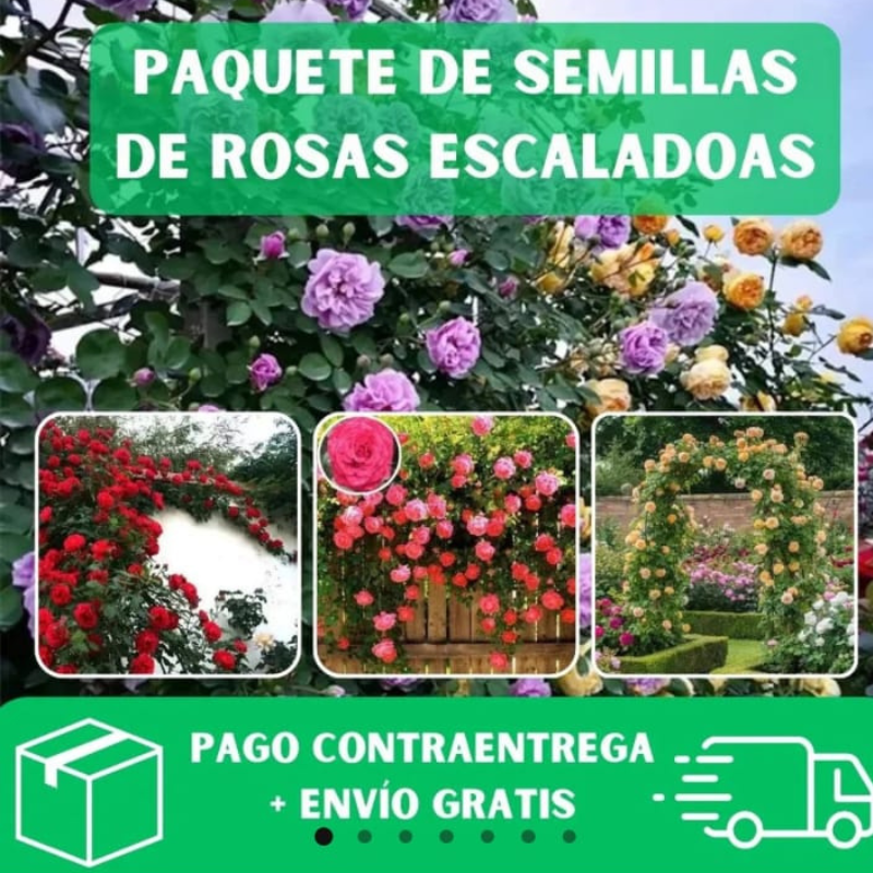 Semillas de Rosas Trepadoras + guia