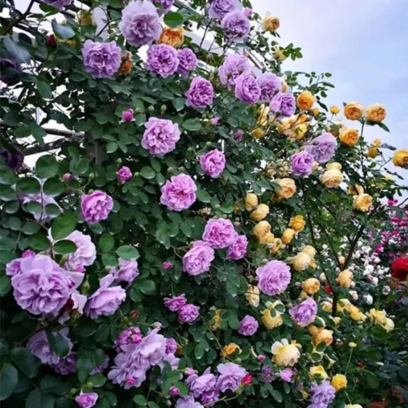 Semillas de Rosas Trepadoras + guia