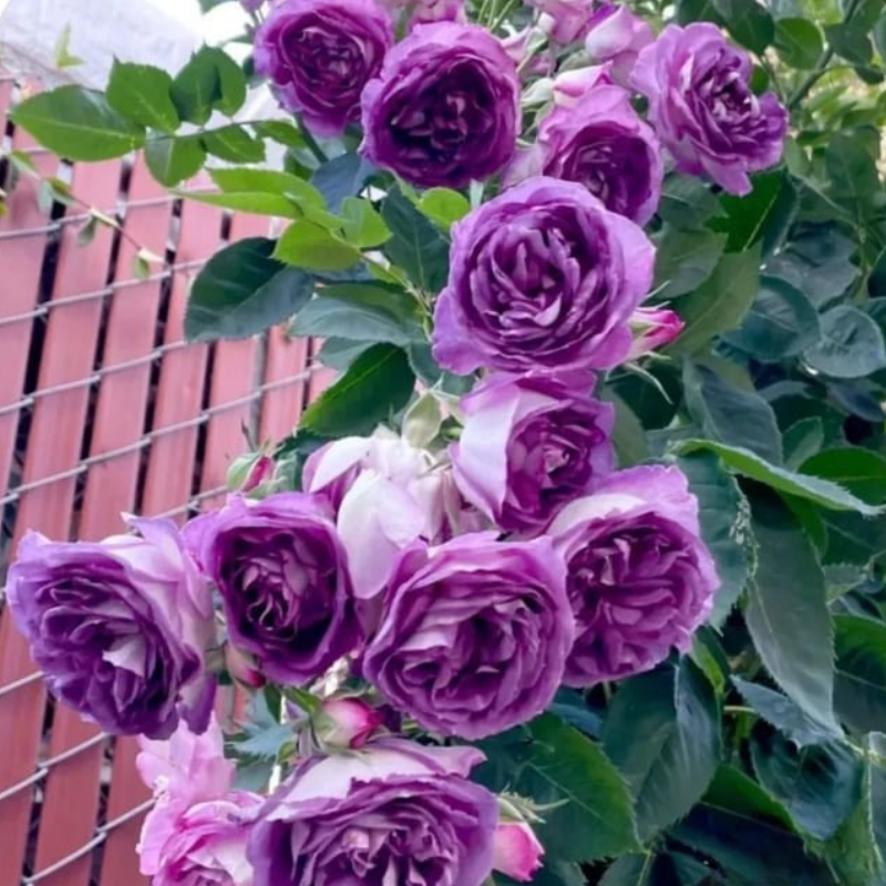 Semillas de Rosas Trepadoras + guia