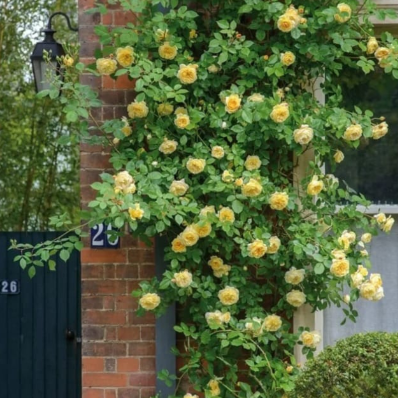 Semillas de Rosas Trepadoras + guia